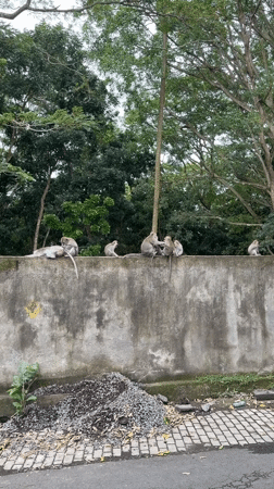 Macaque monkeys gather on concrete wall in Ubud