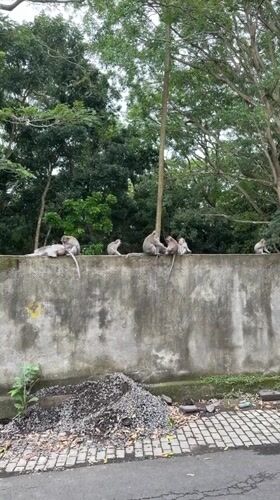 Macaque monkeys gather on concrete wall in Ubud