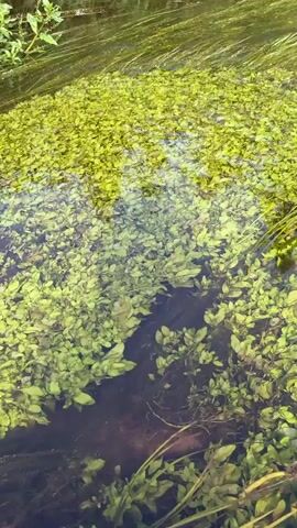 The video shows an underwater view of a shallow river or stream. The water is clear, revealing a dense carpet of green aquatic plants covering the riverbed. Long, thin, reed-like plants grow submerged and are being swayed by the current, creating a ripple effect on the water's surface. Sunlight filters through the water, illuminating the vegetation. The riverbanks are visible in the upper portion of the video, lined with tall, green grasses. The overall impression is of a thriving, natural aquatic ecosystem.