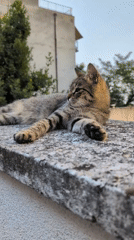 Tabby cat resting on a ledge in a Rijeka neighborhood