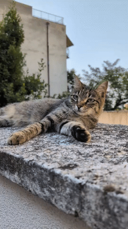 Tabby cat resting on a ledge in a Rijeka neighborhood