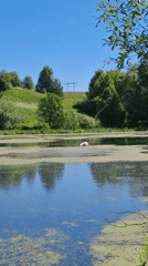 Swan observed feeding and flying on algae-covered lake