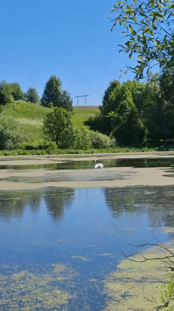 Swan observed feeding and flying on algae-covered lake