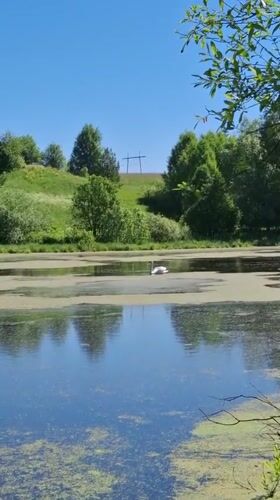 Swan observed feeding and flying on algae-covered lake