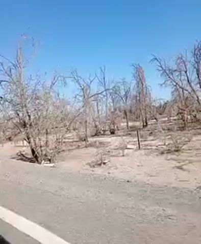 The camera is moving, presumably from inside a car. On a clear, bright day, the view shows a roadside with a desert-like environment. Several bare trees stand along the side of the road, and beyond them is a sandy area. There’s a red sign visible with some writing on it, partly obscured by a tree. The overall scene gives the impression of an arid and somewhat desolate landscape.