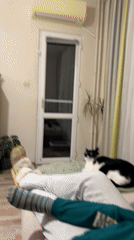 Couple's playful afternoon with cat observed in Burgas home