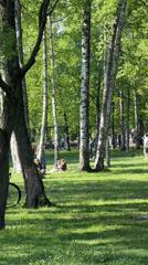 Spring afternoon life captured across Saint Petersburg's parks and streets