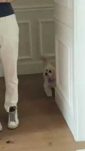 A small, fluffy white dog is walking out of a doorway. The dog has a collar and tail. To the left of the dog, are the legs of a person wearing light-colored pants and patterned sneakers. The doorway and wall around it are white with paneling. The floor is light wood.