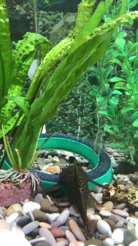 The video shows the bottom of an aquarium filled with pebbles and aquatic plants. There are two fish with spotted patterns on their bodies, likely plecostomus, at the bottom of the tank. Bubbles are rising from an air stone, indicating aeration.