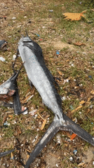 Person cuts silver objects on Indonesian beach