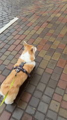 Corgi walks on brick pathway in Krasnoyarsk