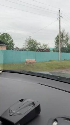 The video, shot from inside a vehicle, shows a light-colored pig walking left to right on a grassy patch beside a dirt road. In the background, there is a turquoise fence, some houses, and trees under an overcast sky. A utility pole is visible on the left. The dashboard of the vehicle is in the foreground.