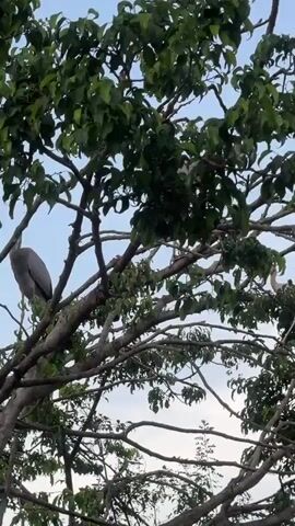 The video shows a group of large gray birds with long necks and legs perched on the branches of a leafy tree. The birds are scattered across various branches, with some standing and others appearing to be nesting or resting. The sky behind them is a clear blue. The camera is focused on the birds and the tree, with the leaves and branches obscuring parts of the scene. The overall impression is of a tranquil, natural setting.
