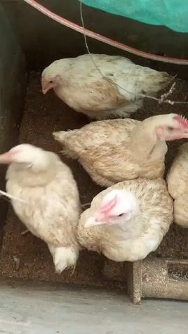 Several white chickens are clustered together in a pen filled with what appears to be wood shavings. The chickens are mostly white with tan markings on their feathers. A metal feeder is visible on the right side of the frame. The pen is covered with a green tarp, and there are some wires hanging overhead. The chickens are generally still but move slightly.