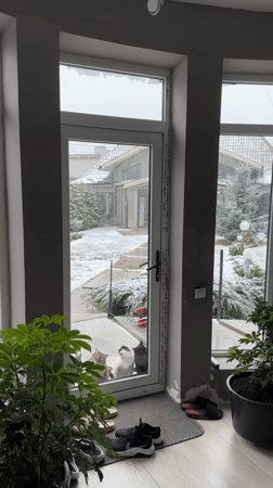 Four cats gather outside snowy Kursk home seeking entry