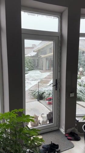 Four cats gather outside snowy Kursk home seeking entry