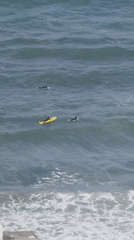 Morning scenes documented across Al Jizah include surfers, portrait, cat