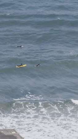 Morning scenes documented across Al Jizah include surfers, portrait, cat