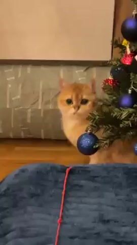 A tan cat with big green eyes is sitting on a hardwood floor and peering at the camera from behind a folded blue blanket. To the right of the cat is a small Christmas tree decorated with red and blue ornaments. Behind the cat is a white dresser or cabinet with a gray-patterned cover. A red string is tied to the blanket in front of the cat. The cat is still and unmoving.