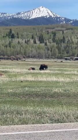 The video shows a large meadow with several bison grazing in it. In the background are hills covered with green trees and a mountain with snow on its peak. The sky is blue with some clouds. The video appears to have been shot from the side of a road. The bison are spread out across the field, some standing and eating, others lying down.