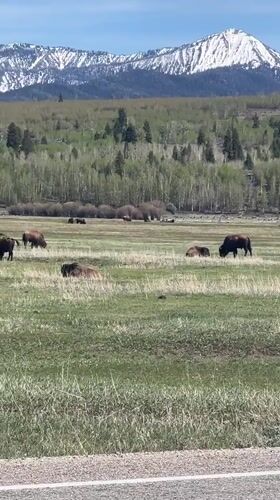 Bison spotted grazing in meadow near Moran