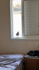 Grey pigeon spotted indoors in Tel Aviv bedroom