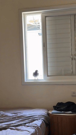 Grey pigeon spotted indoors in Tel Aviv bedroom