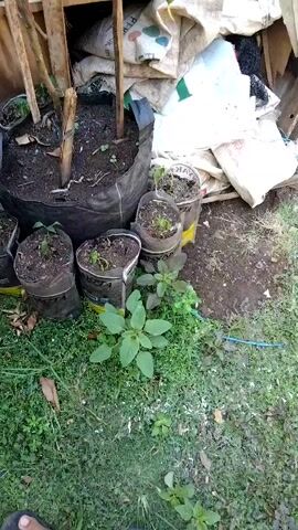 The video shows a garden scene. In the foreground, there is green grass and some small plants. In the middle ground, there are several potted plants in various containers, including what appear to be repurposed metal cans and a large black fabric pot. Some of these pots contain small seedlings. In the background, there are stacked burlap sacks, wooden planks, and what appears to be debris or more gardening supplies. The overall environment suggests an outdoor, possibly a backyard or allotment, setting that is used for growing plants. The lighting suggests it is daytime. There are no people clearly visible in the frame. The camera is positioned at a downward angle, looking over the garden.