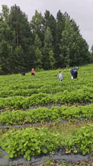 Strawberry harvest in full swing at a Zhigalki farm