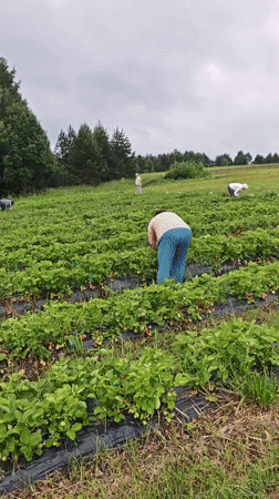 Strawberry harvest in full swing at a Zhigalki farm