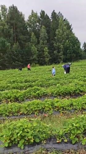Strawberry harvest in full swing at a Zhigalki farm