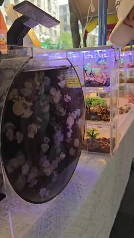 A person wearing a white cap is looking into a large round aquarium filled with jellyfish and illuminated by purple and blue lights. To the right of the large aquarium are several smaller, stacked, clear cubic aquariums, also illuminated by blue lights, each containing a miniature diorama with artificial plants and sand. The aquariums are placed on a white tablecloth. In the background, there are buildings and trees, suggesting an outdoor setting.