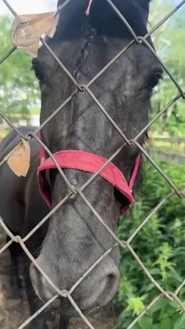 A close-up shot shows the head of a dark horse, its face peering through a chain-link fence. The horse wears a red halter, and a few pieces of light-colored material, possibly leaves or paper, are stuck to its mane and the fence near its head. The horse's eye is visible, and its muzzle is soft and dark. Behind the horse, lush green foliage and trees are visible, suggesting an outdoor setting with ample vegetation. The background is slightly blurred, keeping the focus on the horse's face. The sky above appears bright, indicating it is daytime. The scene is likely a rural or semi-rural environment, possibly a farm or a park where horses are kept. The overall mood is calm, with the horse appearing curious or gentle.