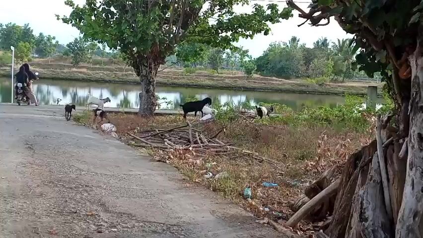 The video shows a rural scene with a body of water in the background. Several goats are grazing near the water's edge. A paved path runs along the foreground. On the path, two people are riding a motorcycle. The person in front is driving, and the person behind is a passenger. The passenger is wearing a hijab. The scene appears to be during daylight.