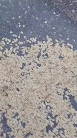 The video shows a blurry, gray asphalt surface, possibly a road or sidewalk, with small white and light-colored speckles scattered throughout. The camera appears to be moving, causing motion blur, and the lighting is dim. The perspective is low, as if filming from ground level or near it. There are no discernible people, objects, or specific actions captured with clarity due to the blurriness and low resolution. The environment appears to be outdoors, given the texture of the ground.