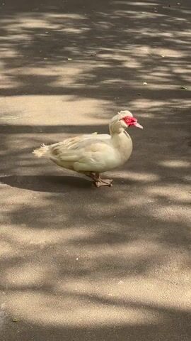A white duck with red markings around its eyes and beak stands on an asphalt path. The duck is facing right and its feathers appear slightly ruffled. The path is shaded by dappled sunlight, suggesting it is daytime and possibly a warm day. To the right of the path is a paved walkway or sidewalk made of bricks. Fallen leaves are scattered on the asphalt. The scene is an outdoor setting, likely a park or public space in Medvedevo Urban Settlement, Russia. There is no discernible activity beyond the duck standing still.