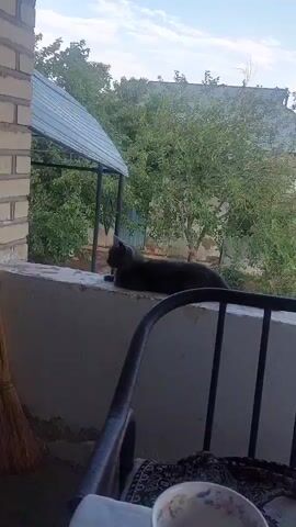 A gray cat is lying on a concrete ledge outside. The cat is looking to the left. Behind the cat is a green tree with many leaves. There is a white structure with a metal roof to the left of the cat. A dark metal chair is in the foreground.