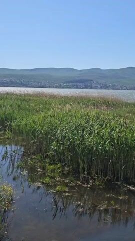 The video shows a view of a lake with tall green reeds in the foreground. The water is slightly choppy. In the background, there are hills and a town. The sky is clear and blue.