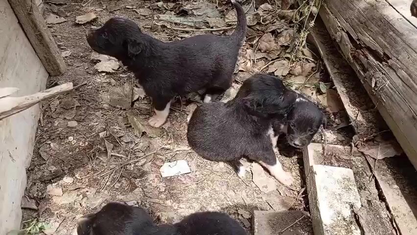 A group of black puppies are clustered together on the ground, which is covered in leaves and dirt. One puppy stands separately to the left, looking up and to the left. The other puppies are huddled together on the right, with one on top of another. They have white markings on their chests and paws. The scene appears to be outdoors in a rustic setting, possibly a pen or enclosure, with wooden planks visible.