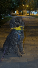 Poodle walks with toy on Krasnoyarsk street at night