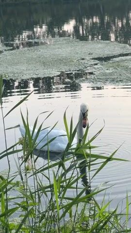 A white swan is in a body of water, partially obscured by tall green reeds in the foreground. The swan is facing towards the right of the frame and its head is down, suggesting it may be feeding or drinking. The water has ripples on its surface, and there is some green algae or plant matter floating on the water in the background. The reflection of trees and the sky can be seen on the surface of the water in the distance. The overall lighting suggests it is either early morning or late evening.