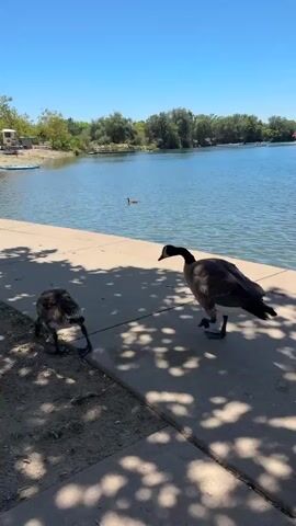 A group of geese walks along a paved path next to a body of water on a sunny day. The geese are Canadian geese, with dark heads and necks, and brown bodies. They are walking in a line, with the largest goose in the front. The water is blue and calm, and there are trees and buildings in the background. The sky is clear and blue. The scene is peaceful and serene.