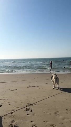 A person stands on a sandy beach near the water. A dog is on a leash in the foreground. The person is wearing shorts and a dark shirt, holding a pair of shoes. The dog is light-colored and appears to be a husky mix. The sun is shining brightly, casting long shadows. The ocean is calm with gentle waves. The sky is clear and blue. Another person is visible in the distance near the water. The scene appears to be a peaceful day at the beach.