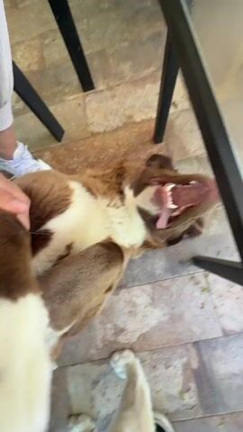 A person pets a dog lying on its back. The dog has brown and white fur. Its mouth is open, and its tongue is hanging out. The person scratches the dog's belly. The scene takes place on a patio. A table is in the background. Another dog is also present.