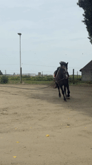 Horse training session observed in Belgian paddock