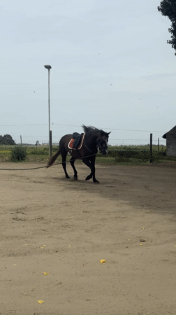 Horse training session observed in Belgian paddock