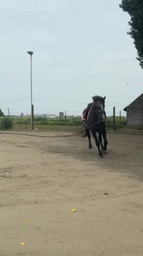 Horse training session observed in Belgian paddock