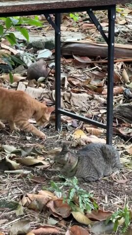 The video shows two cats in an outdoor environment. The ground is covered with dry leaves and dirt. A table with black legs is partially visible in the upper portion of the frame. An orange cat is walking towards the left side of the frame, sniffing the ground. A tabby cat is lying down on the ground to the right, looking towards the orange cat. There is a small bird or dove in the background behind the orange cat and under the table.