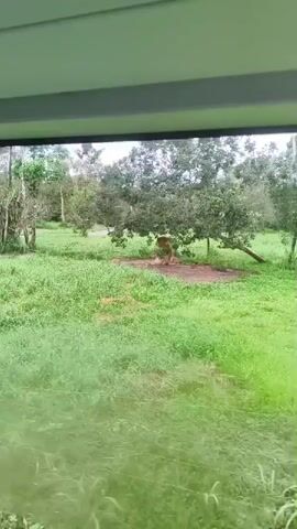 The video shows a grassy, outdoor environment with trees. Two lions are visible. One lion is lying down under a tree in the center of the frame, and another lion is lying down in the grass to the right of the frame. The view appears to be from inside a vehicle, looking out through a window with vertical bars. The overall impression is of a wildlife park or safari.