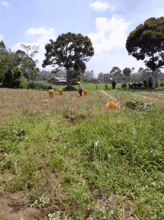 Rural morning in Padang Dalom: farms, food, and everyday life